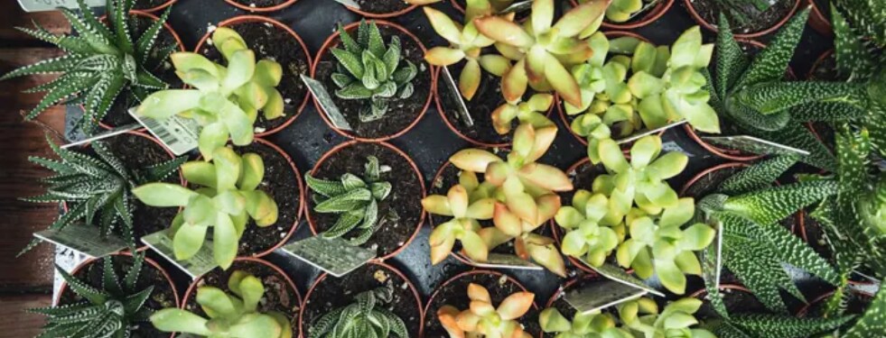 Spectacular Succulents
